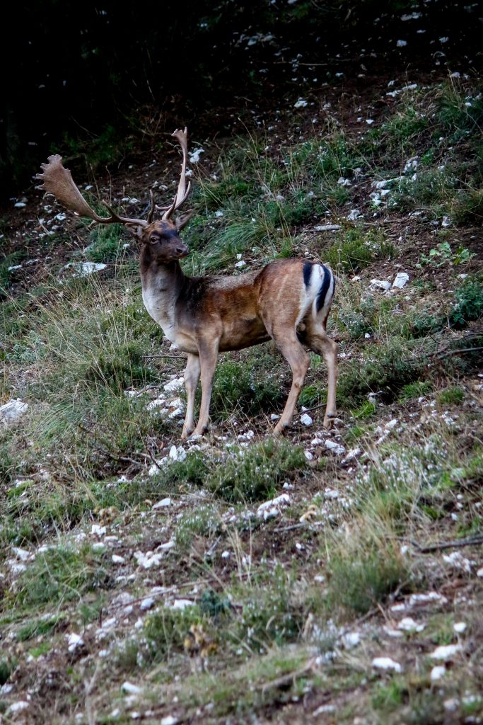 SBK Hackbarth – Ihr zertifizierter Kammerjäger für Deutschland