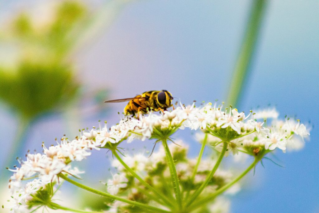 Schädlingsbekämpfung