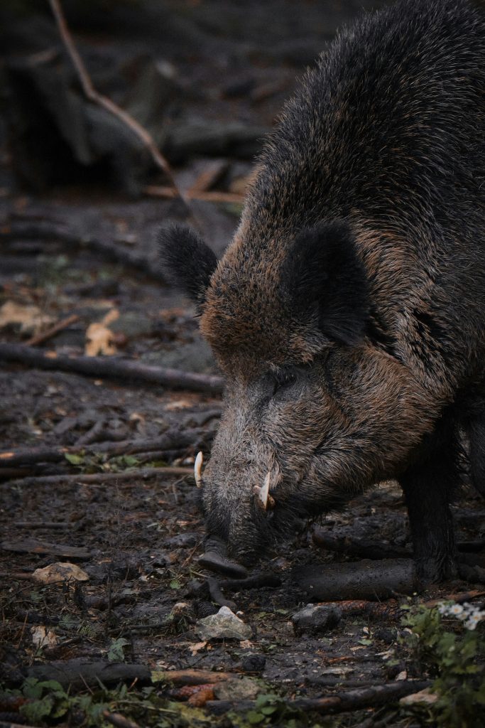 Schädlingsbekämpfung