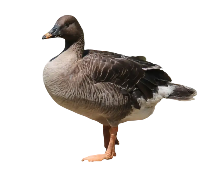Gänseabwehr und Wildtiermanagement – Gänseplage im Garten beseitigen